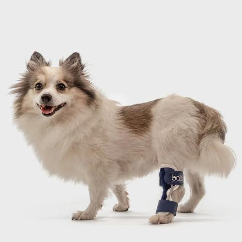  Balto® Hock – Hock Brace   Pets Own Us