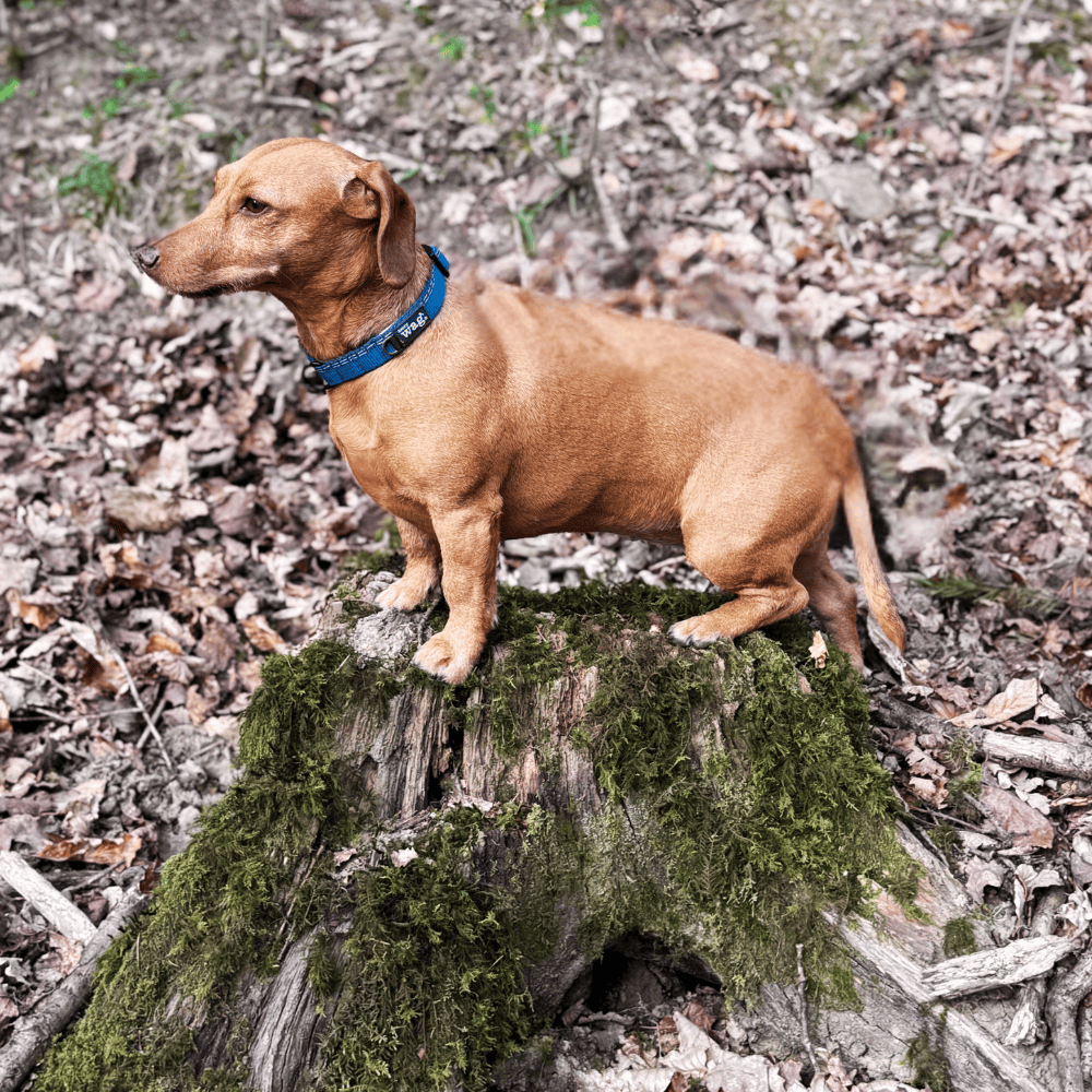 Henry Wag Dog Collar Henry Wag Comfort Dog Collar | Neoprene Padded | GRS Recycled | Reflective | 3 Sizes, Blue/Grey Henry Wag Comfort Collar | Neoprene Padded, GRS Recycled & Reflective
