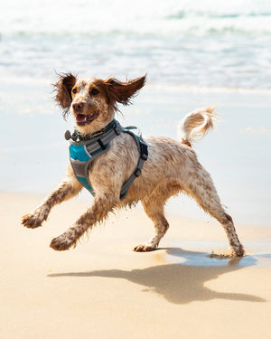 Henry Wag Dog Harness Henry Wag Dog Travel Harness | Car Safety Restraint | Mesh Padded | Blue, 4 Sizes Dog Travel Harness - Safe Car Restraint & Comfortable Walks in Blue
