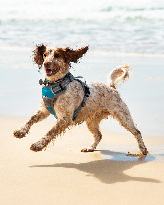 Henry Wag Dog Harness Henry Wag Dog Travel Harness | Car Safety Restraint | Mesh Padded | Blue, 4 Sizes Dog Travel Harness - Safe Car Restraint & Comfortable Walks in Blue