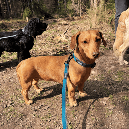 Henry Wag Dog Lead Henry Wag Standard Dog Lead | Neoprene Handle | GRS Recycled | Reflective | 2 Lengths | Blue Henry Wag Standard Lead | Recycled Webbing & Reflective | Blue