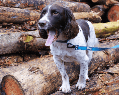 Henry Wag Dog Lead Henry Wag Standard Dog Lead | Neoprene Handle | GRS Recycled | Reflective | 2 Lengths | Blue Henry Wag Standard Lead | Recycled Webbing & Reflective | Blue