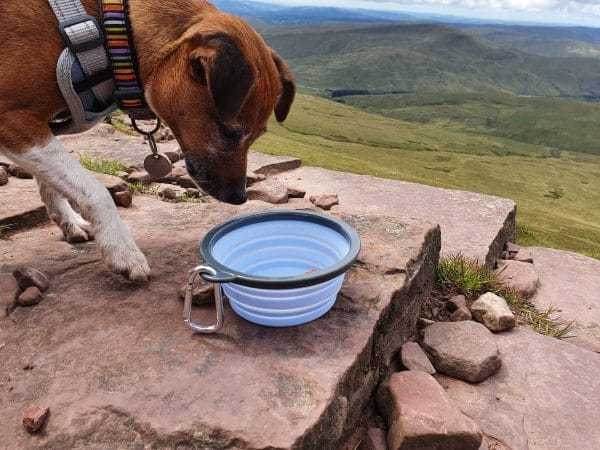 Henry Wag collapsible travel bowl for dogs, lightweight and portable pet feeding solution