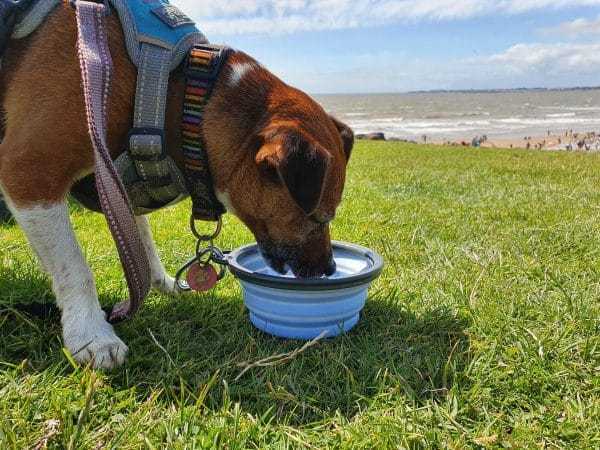 Henry Wag collapsible travel bowl for dogs, lightweight and portable pet feeding accessory