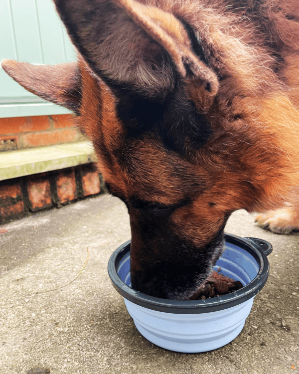 Henry Wag Travel Bowl collapsible dog bowl lightweight portable pet feeder