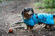  Icepeak Strike Raincoat | 5 Colours   Pets Own Us