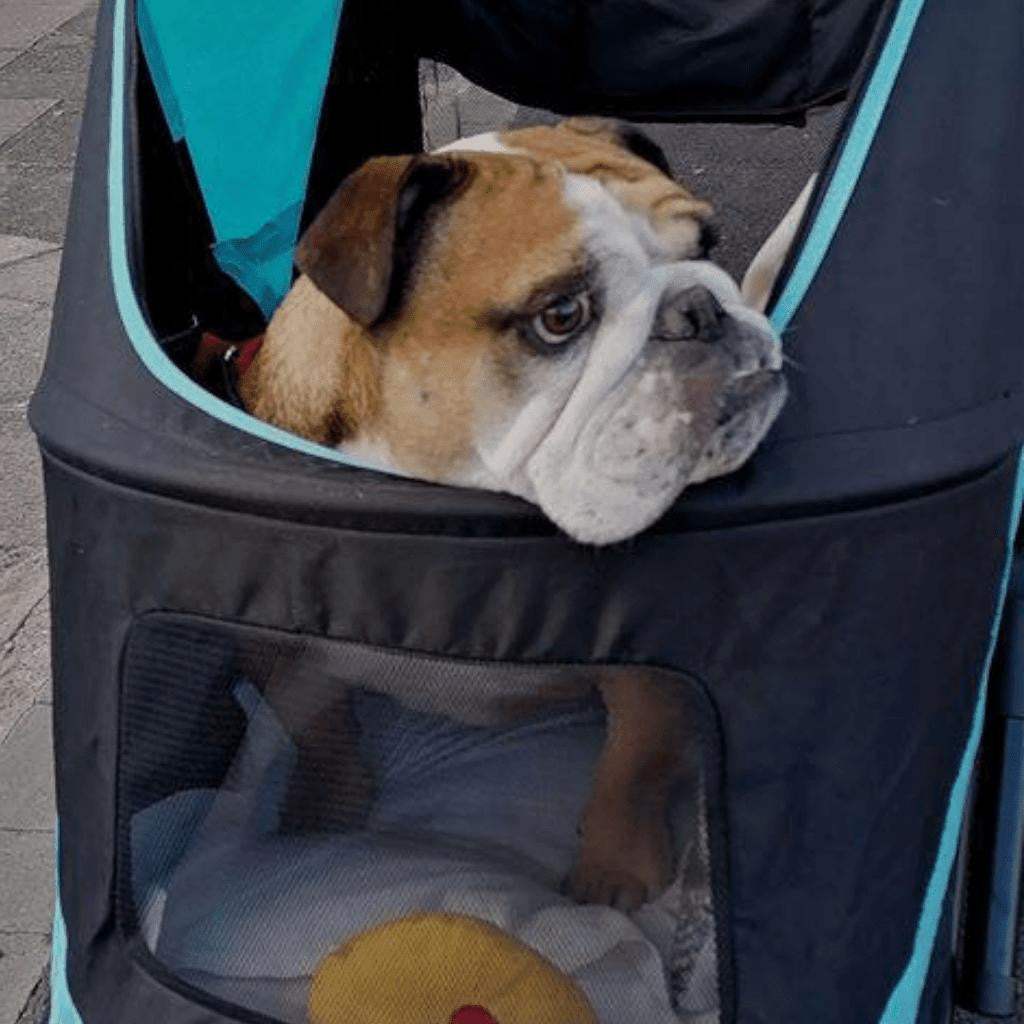 Innopet Mamut XLarge dog pram stroller with rain cover for large dogs up to 50kg