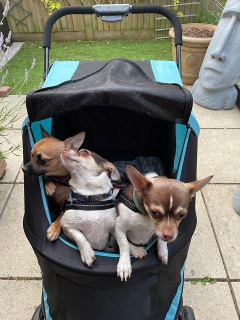 Innopet® Mamut XLarge Dog Pram >50kgs | Blue/Black | Free Rain Cover  IPS-038/OB Pets Own Us