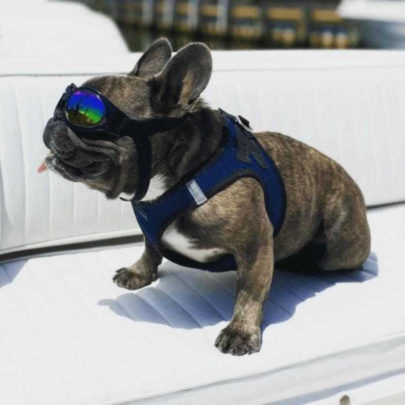 K9 dog goggles with padded frames and adjustable straps for outdoor protection