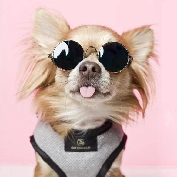 Oh Charlie Elite Harnesses by Oh Charlie - Cafe Au Lait & Back Elite Harnesses by Oh Charlie - Cafe Au Lait & Back