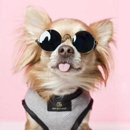 Oh Charlie Elite Harnesses by Oh Charlie - Cafe Au Lait & Back Elite Harnesses by Oh Charlie - Cafe Au Lait & Back