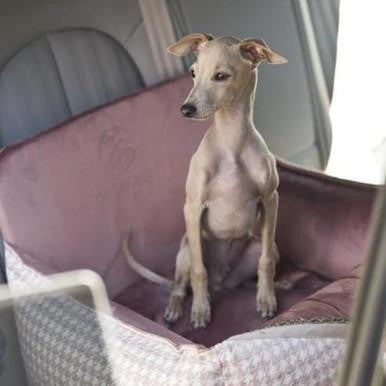 Oh Charlie Glamour Dog Car Seat LUXURY by Oh Charlie - 2 Colours   Pets Own Us