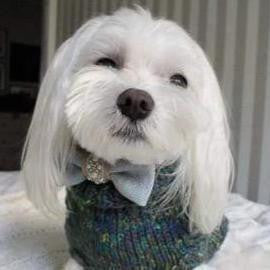 Oh Charlie Knitted Sweater LUXURY Precius by Oh Charlie - 4 Colours   Pets Own Us