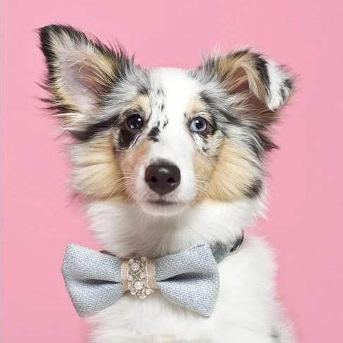 Oh Charlie Pearls Bowtie by Oh Charlie - Celeste & Beige   Pets Own Us