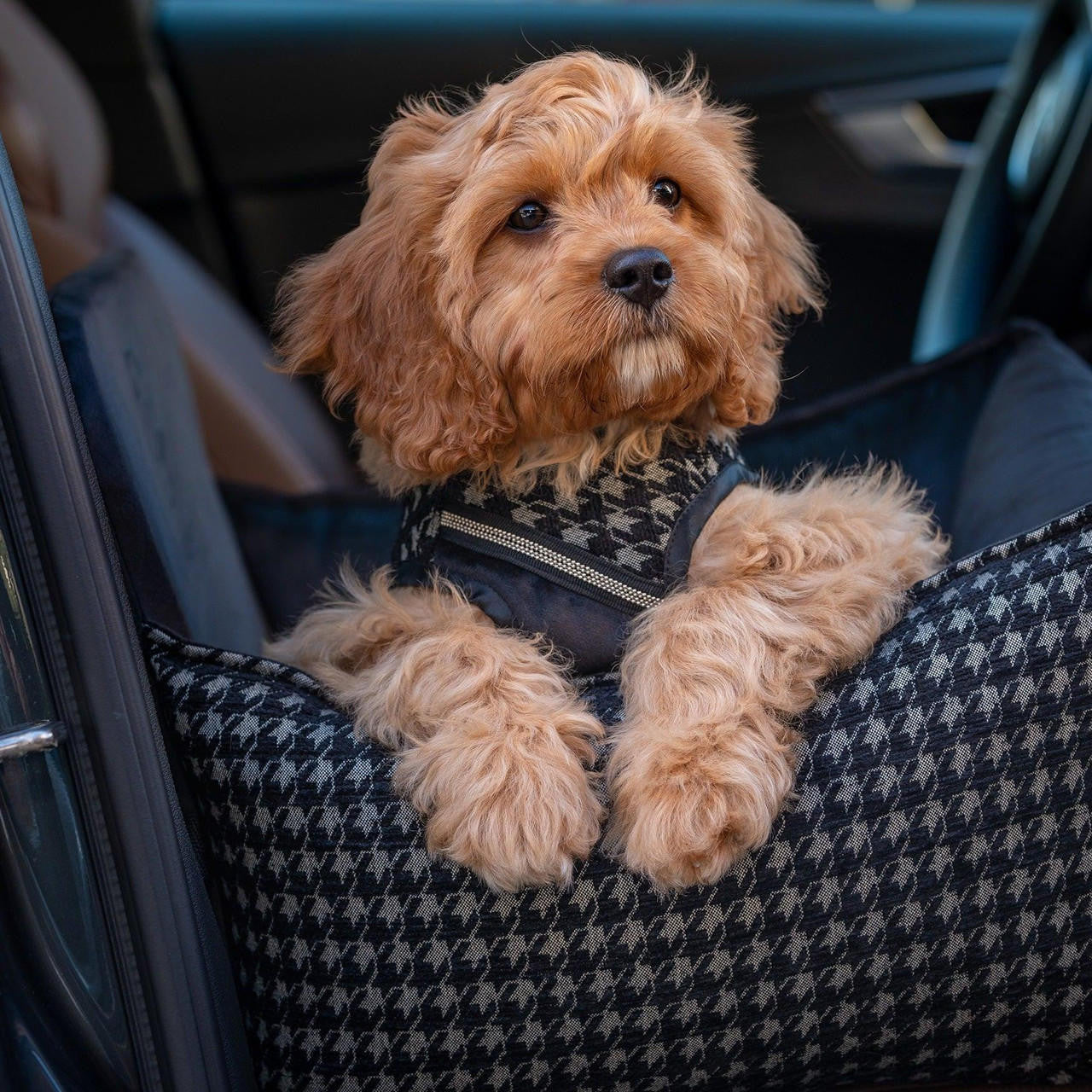 Oh Charlie Prestige Black Car Seat LUXURY by Oh Charlie - Black   Pets Own Us