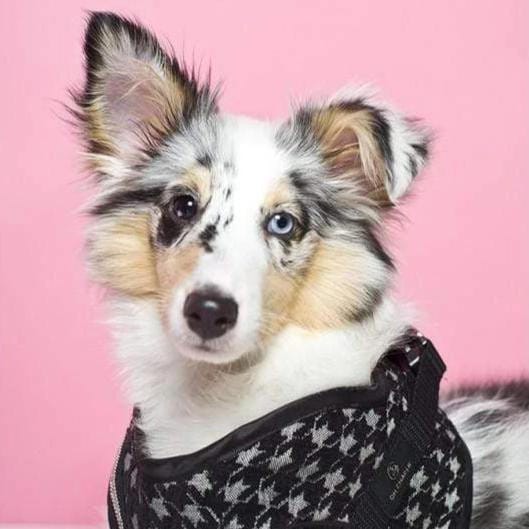 Oh Charlie Prestige Harnesses by Oh Charlie -  2 Colours Prestige Harnesses by Oh Charlie - 2 Colours