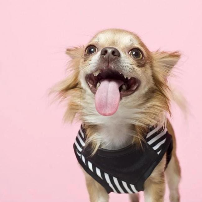 Oh Charlie Royce Harnesses by Oh Charlie - Black & White Stripes Royce Harnesses by Oh Charlie - Black & White Stripes