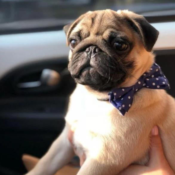 Oh Charlie Street Bowtie by Oh Charlie - Navy & White Dots   Pets Own Us