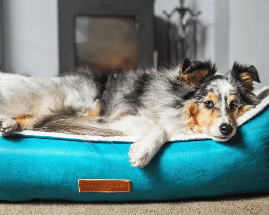  Ralph & Co Luxury Velvet Dog Bed | Hampton | Teal  TBA-1-1 Pets Own Us