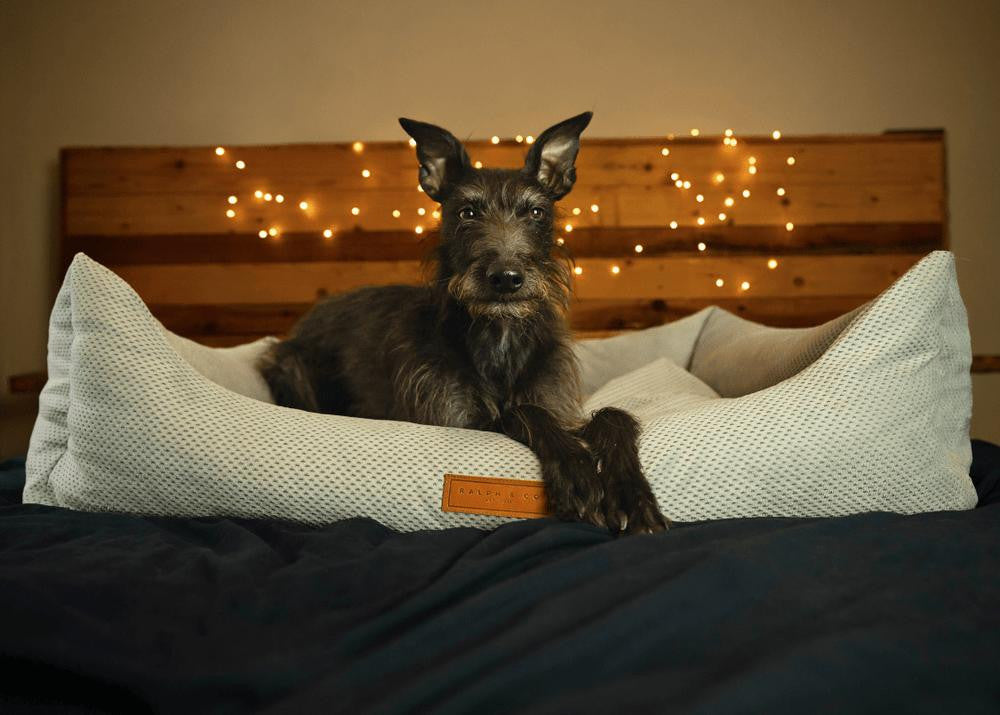  Ralph & Co Orthopedic Memory Foam Dog Bed | Grey  TBA-1-1-1-1-1 Pets Own Us