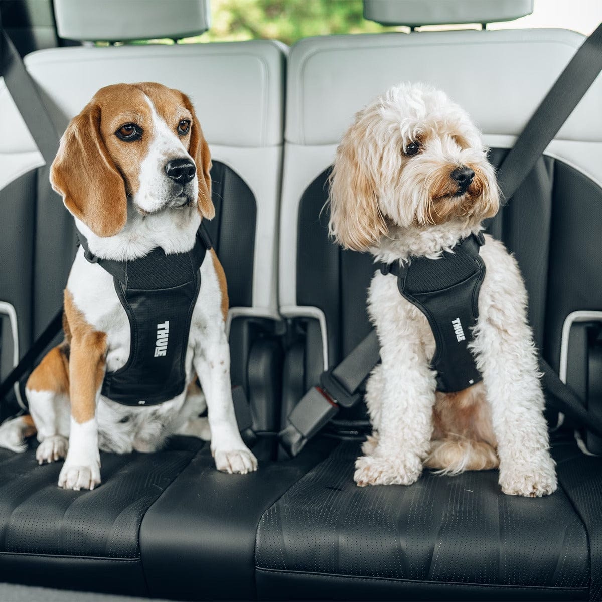 Thule Dog Harness Thule Cappy Dog Car Harness | Crash-Tested | Step-In Design | 3 Sizes | Black Thule Cappy Dog Car Harness | Crash-Tested Safety & Step-In Fit