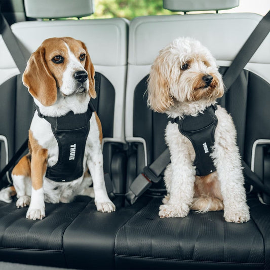 Thule Dog Harness Thule Cappy Dog Car Harness | Crash-Tested | Step-In Design | 3 Sizes | Black Thule Cappy Dog Car Harness | Crash-Tested Safety & Step-In Fit
