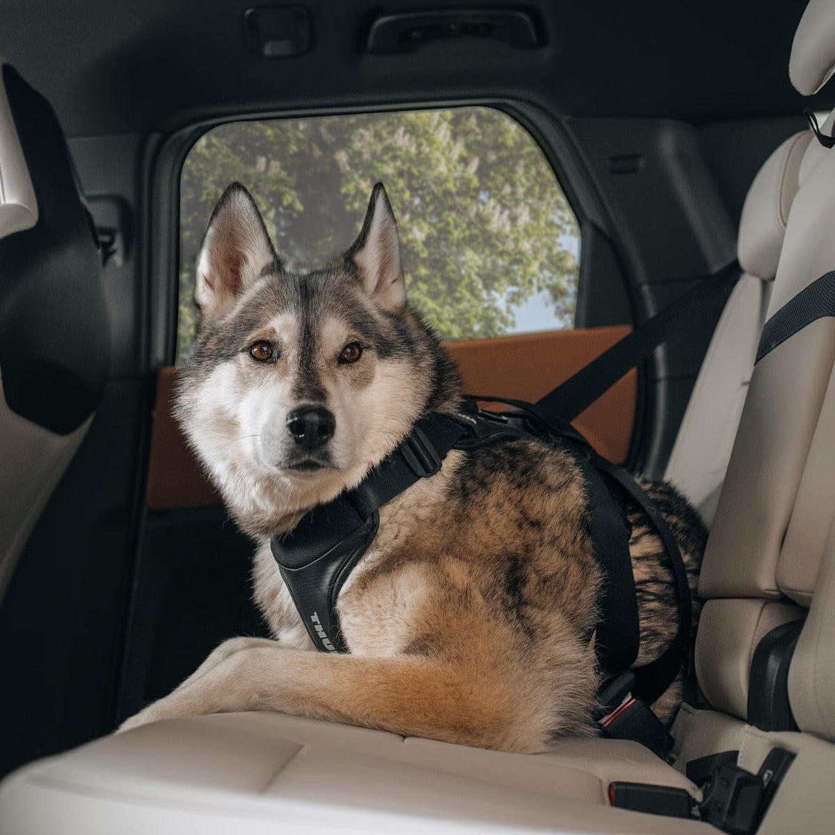 Thule Dog Harness Thule Cappy Dog Car Harness | Crash-Tested | Step-In Design | 3 Sizes | Black Thule Cappy Dog Car Harness | Crash-Tested Safety & Step-In Fit