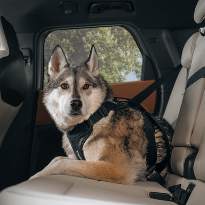 Thule Dog Harness Thule Cappy Dog Car Harness | Crash-Tested | Step-In Design | 3 Sizes | Black Thule Cappy Dog Car Harness | Crash-Tested Safety & Step-In Fit
