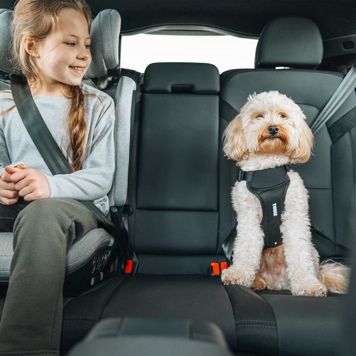 Thule Dog Harness Thule Cappy Dog Car Harness | Crash-Tested | Step-In Design | 3 Sizes | Black Thule Cappy Dog Car Harness | Crash-Tested Safety & Step-In Fit