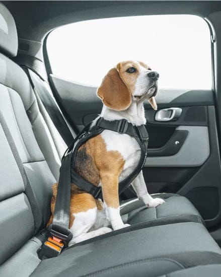 Thule Dog Harness Thule Cappy Dog Car Harness | Crash-Tested | Step-In Design | 3 Sizes | Black Thule Cappy Dog Car Harness | Crash-Tested Safety & Step-In Fit