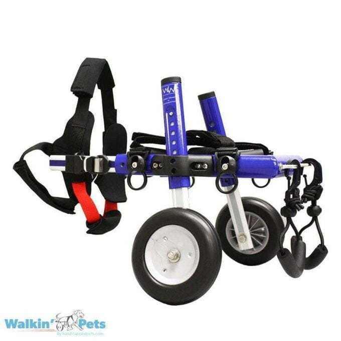 Blue Walkin' Wheels Dachshund Wheelchair with specialized front vest harness for rear leg support and mobility