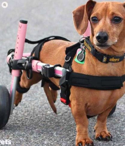 Dachshund in Walkin’ Wheels rear wheelchair with adjustable aluminum frame and urethane wheels for mobility support