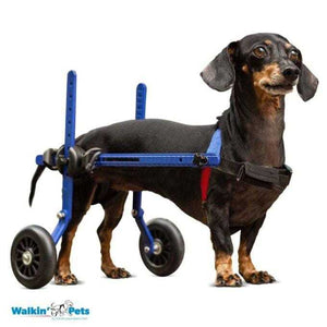 Dachshund in a Walkin' Wheels rear wheelchair designed for mobility and support