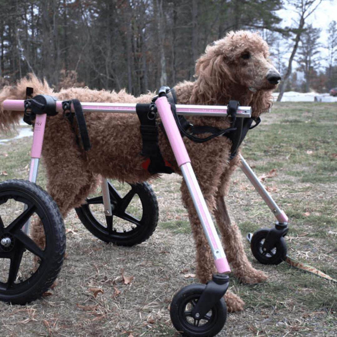 Wheels4Dogs Full Support Quad Dog Wheelchair, Large, Walkin’ Wheels Full Support Quad Dog Wheelchair - Large Walkin’ Wheels for Pets
