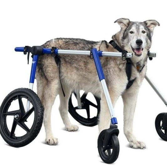 Full Support Quad Dog Wheelchair for large dogs, adjustable, durable aluminum frame with all-terrain wheels