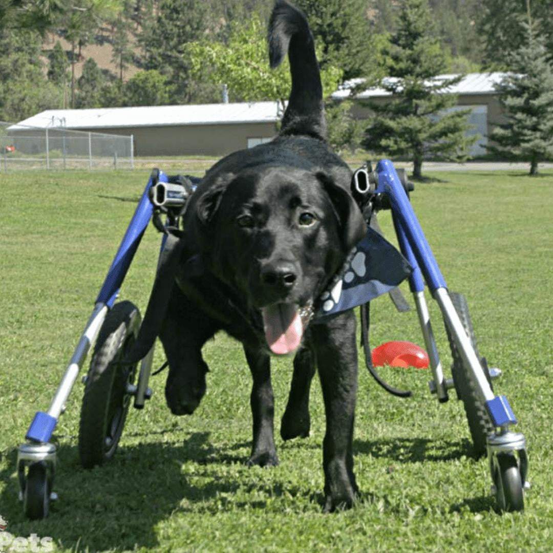 Full Support Quad Dog Wheelchair for large dogs, adjustable and durable Walkin’ Wheels mobility aid