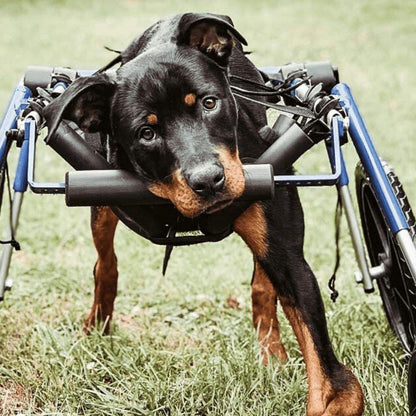 Full Support Quad Dog Wheelchair with adjustable height, length, and width for large dogs 70-180 lbs, durable lightweight aluminum frame and all-terrain foam wheels