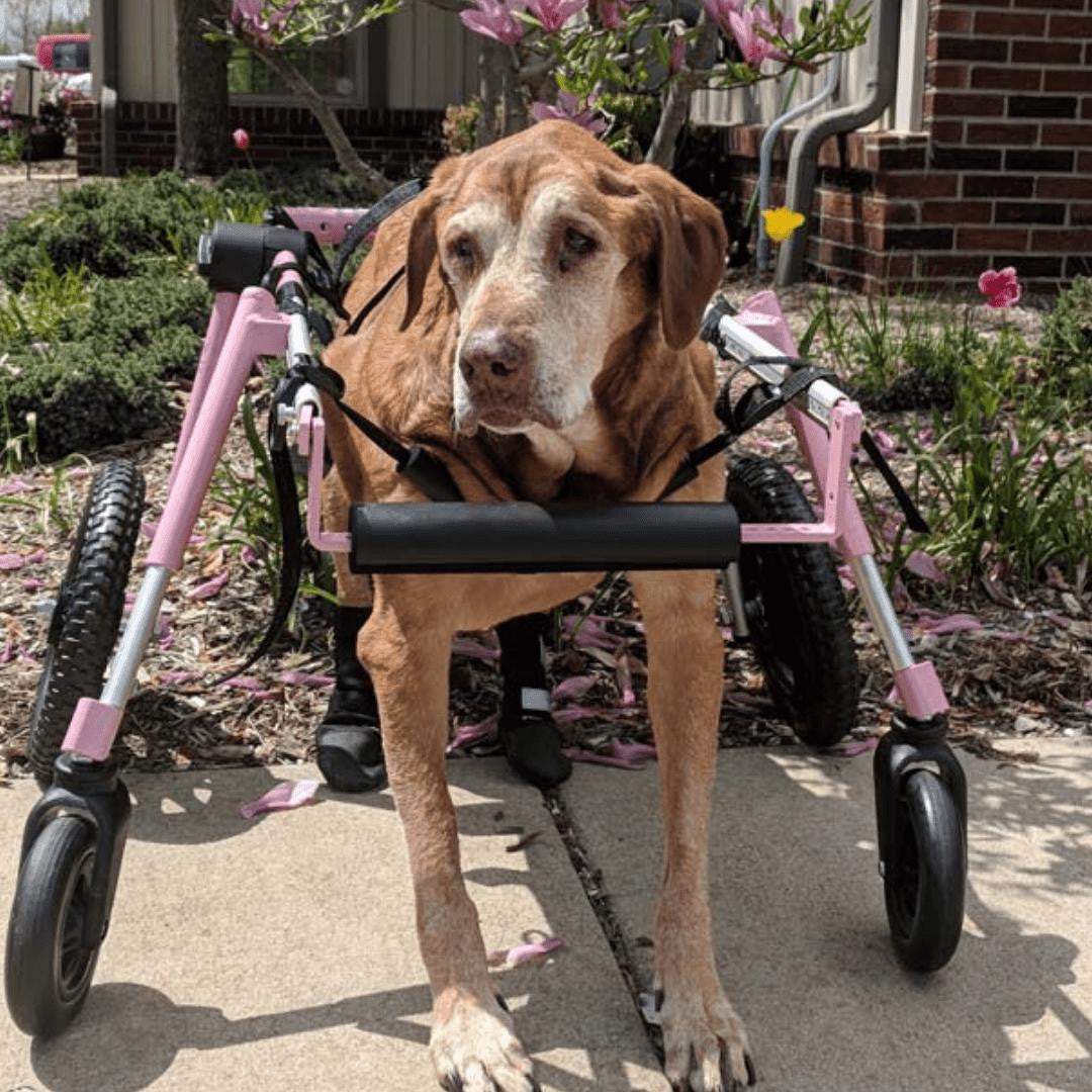 Full Support Quad Dog Wheelchair for large dogs, adjustable, durable aluminum frame with four all-terrain wheels
