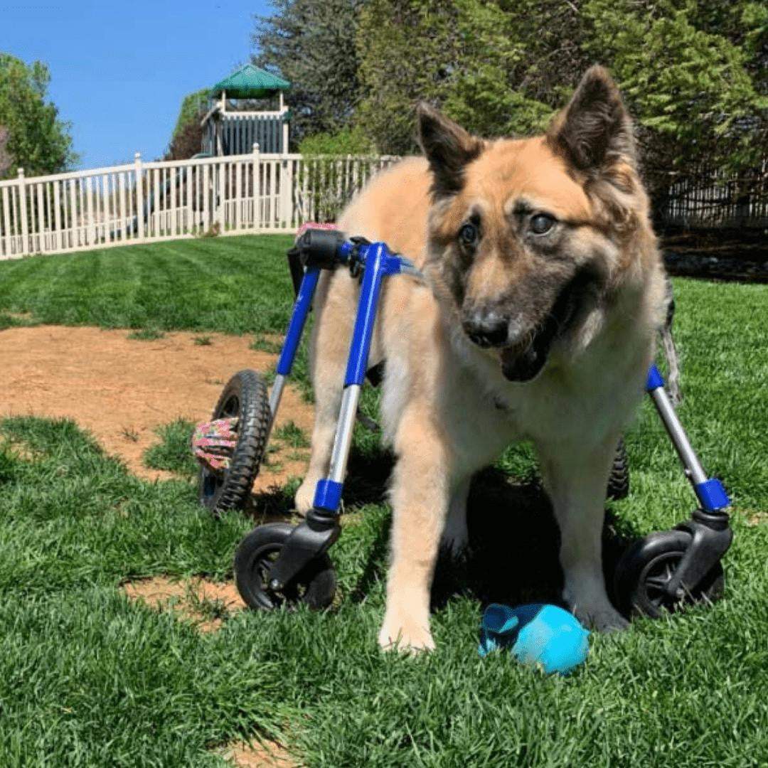 Wheels4Dogs Full Support Quad Dog Wheelchair, Large, Walkin’ Wheels Full Support Quad Dog Wheelchair - Large Walkin’ Wheels for Pets