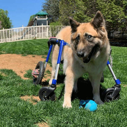 Wheels4Dogs Full Support Quad Dog Wheelchair, Large, Walkin’ Wheels Full Support Quad Dog Wheelchair - Large Walkin’ Wheels for Pets