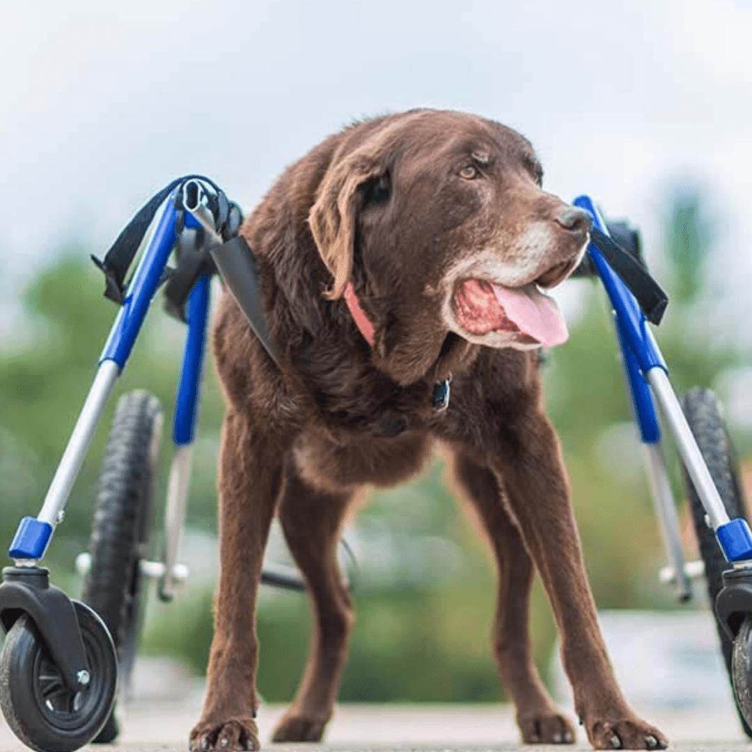Wheels4Dogs Full Support Quad Dog Wheelchair, Large, Walkin’ Wheels Full Support Quad Dog Wheelchair - Large Walkin’ Wheels for Pets