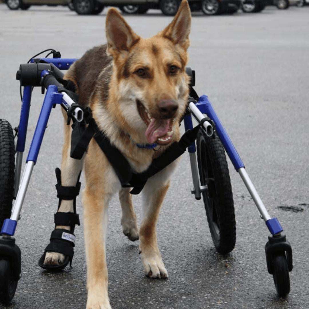 Full Support Quad Dog Wheelchair for large dogs, adjustable, sturdy, and suitable for pets 70-180 lbs