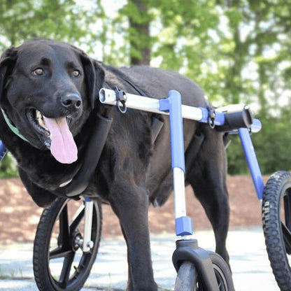 Large Full Support Quad Dog Wheelchair with adjustable aluminum frame and puncture-proof foam wheels for dogs 70-180 lbs