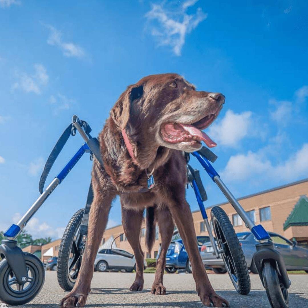 Wheels4Dogs Full Support Quad Dog Wheelchair, Large, Walkin’ Wheels Full Support Quad Dog Wheelchair - Large Walkin’ Wheels for Pets