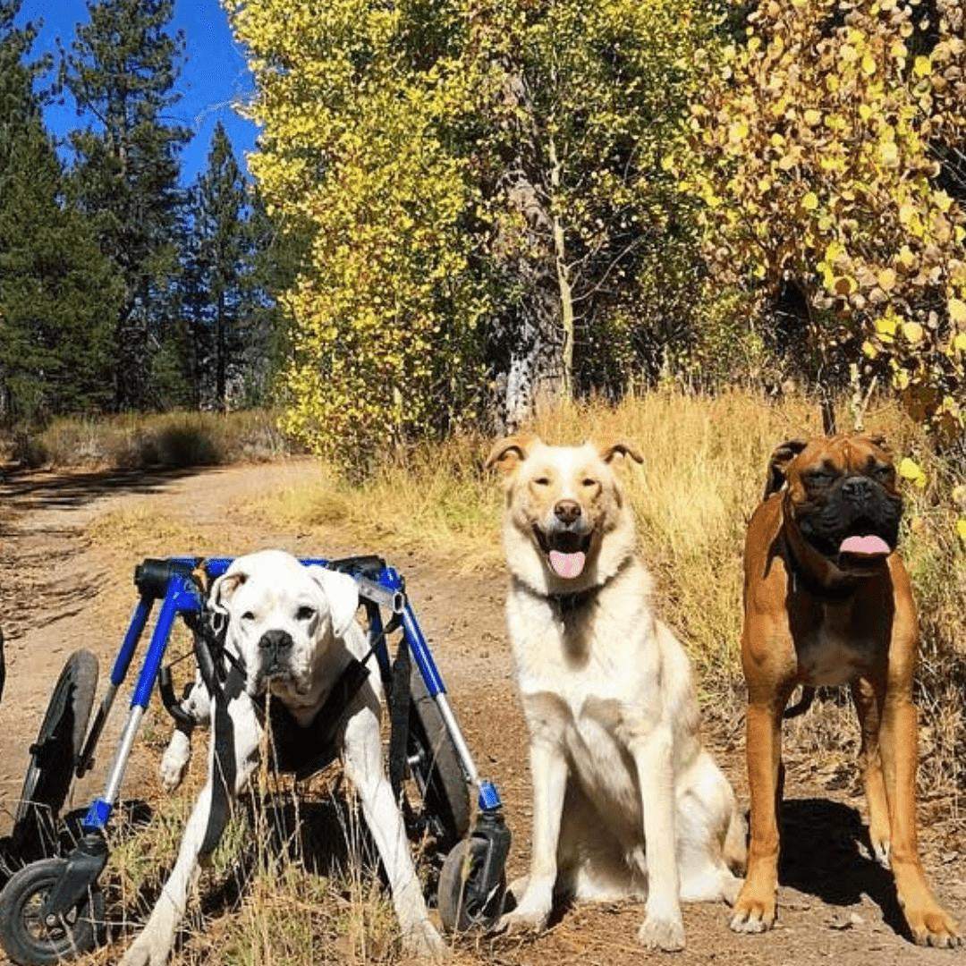 Wheels4Dogs Full Support Quad Dog Wheelchair MED/LARGE Full Support Quad Dog Wheelchair for Medium/Large Dogs | Adjustable & Durable
