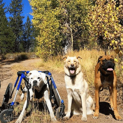 Wheels4Dogs Full Support Quad Dog Wheelchair MED/LARGE Full Support Quad Dog Wheelchair for Medium/Large Dogs | Adjustable & Durable