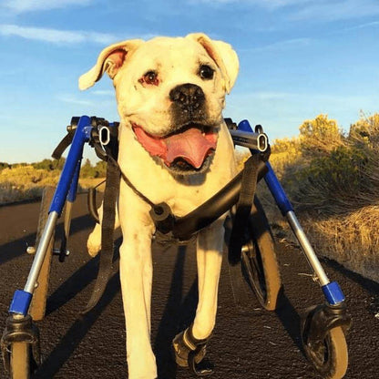 Wheels4Dogs Full Support Quad Dog Wheelchair MED/LARGE Full Support Quad Dog Wheelchair for Medium/Large Dogs | Adjustable & Durable