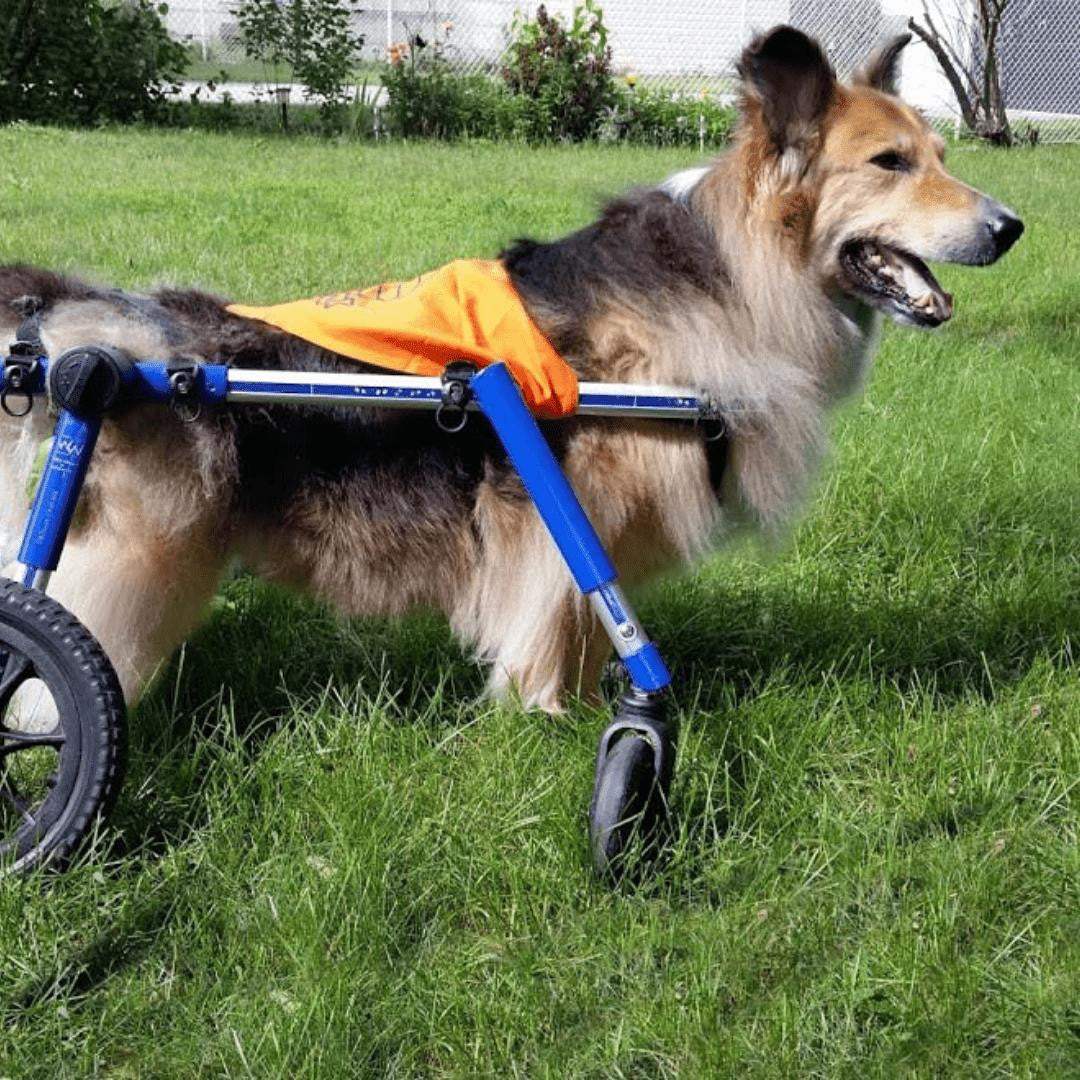 Full Support Quad Dog Wheelchair for medium and large dogs, adjustable and durable for disabled or injured pets.