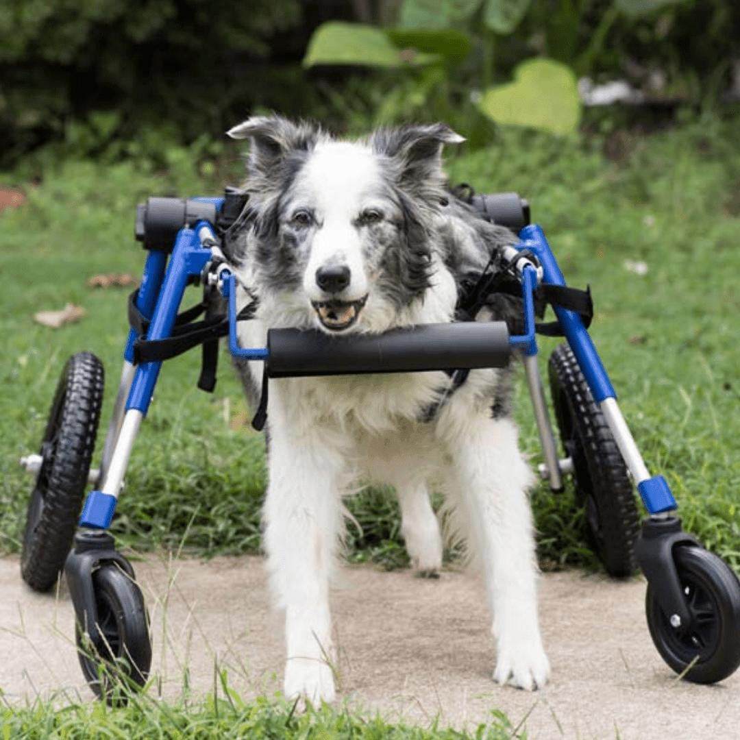 Wheels4Dogs Full Support Quad Dog Wheelchair MED/LARGE Full Support Quad Dog Wheelchair for Medium/Large Dogs | Adjustable & Durable