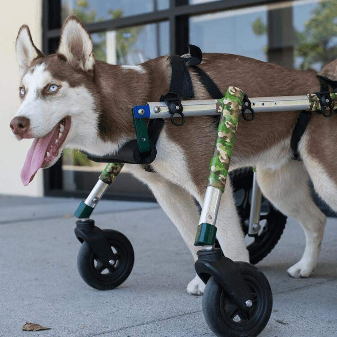 Wheels4Dogs Full Support Quad Dog Wheelchair MED/LARGE Full Support Quad Dog Wheelchair for Medium/Large Dogs | Adjustable & Durable
